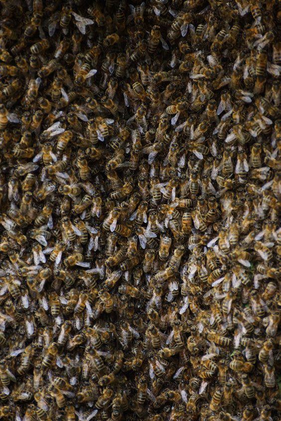 Honey bee swarm on a branch