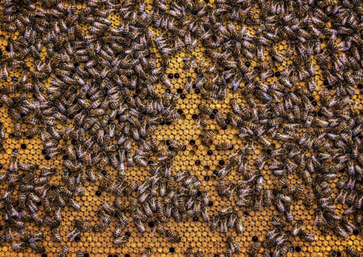 Honeycomb detail